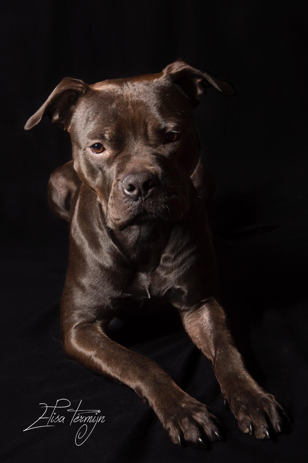 Dierenfotografie
