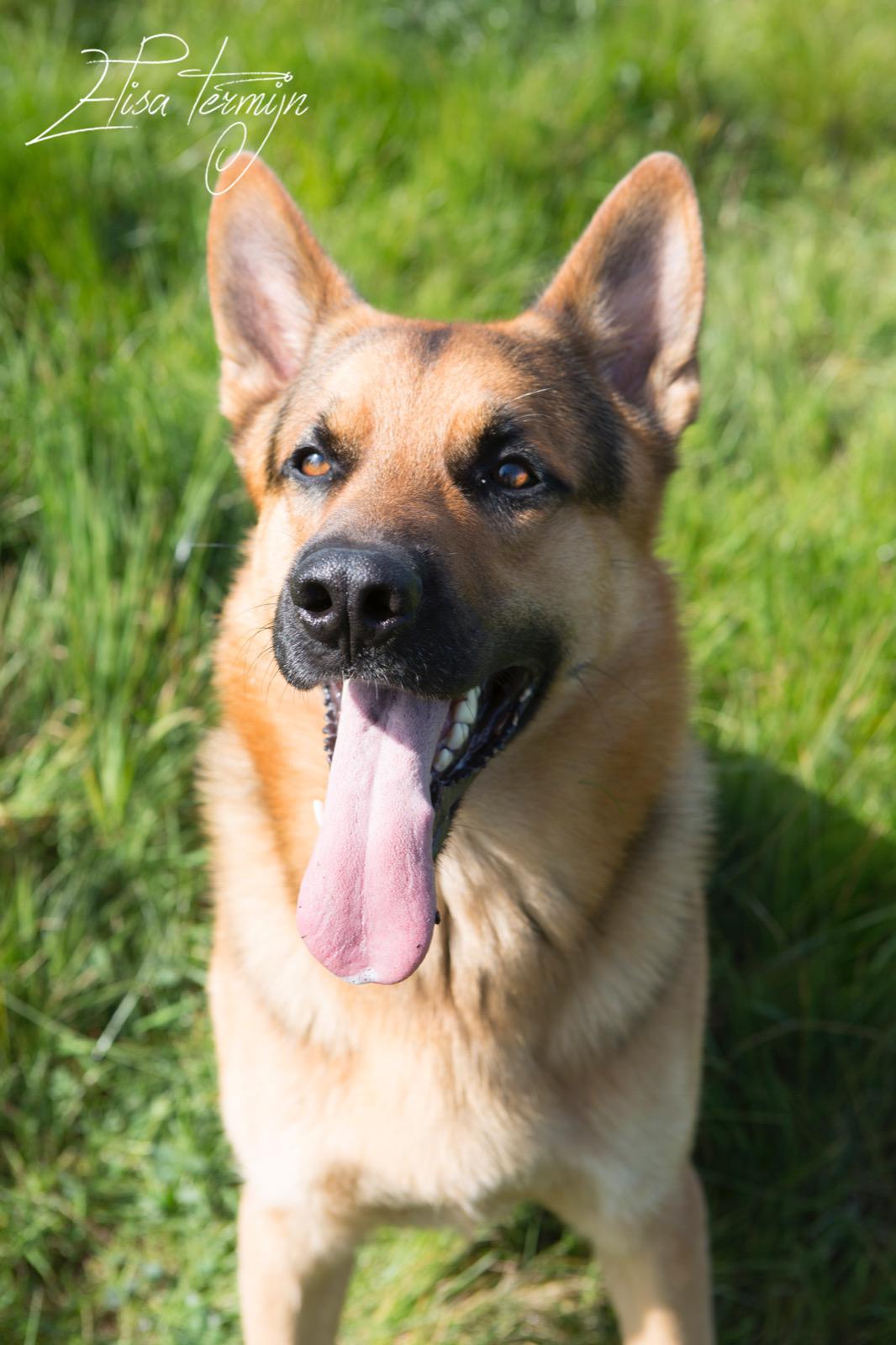 Dierenfotografie