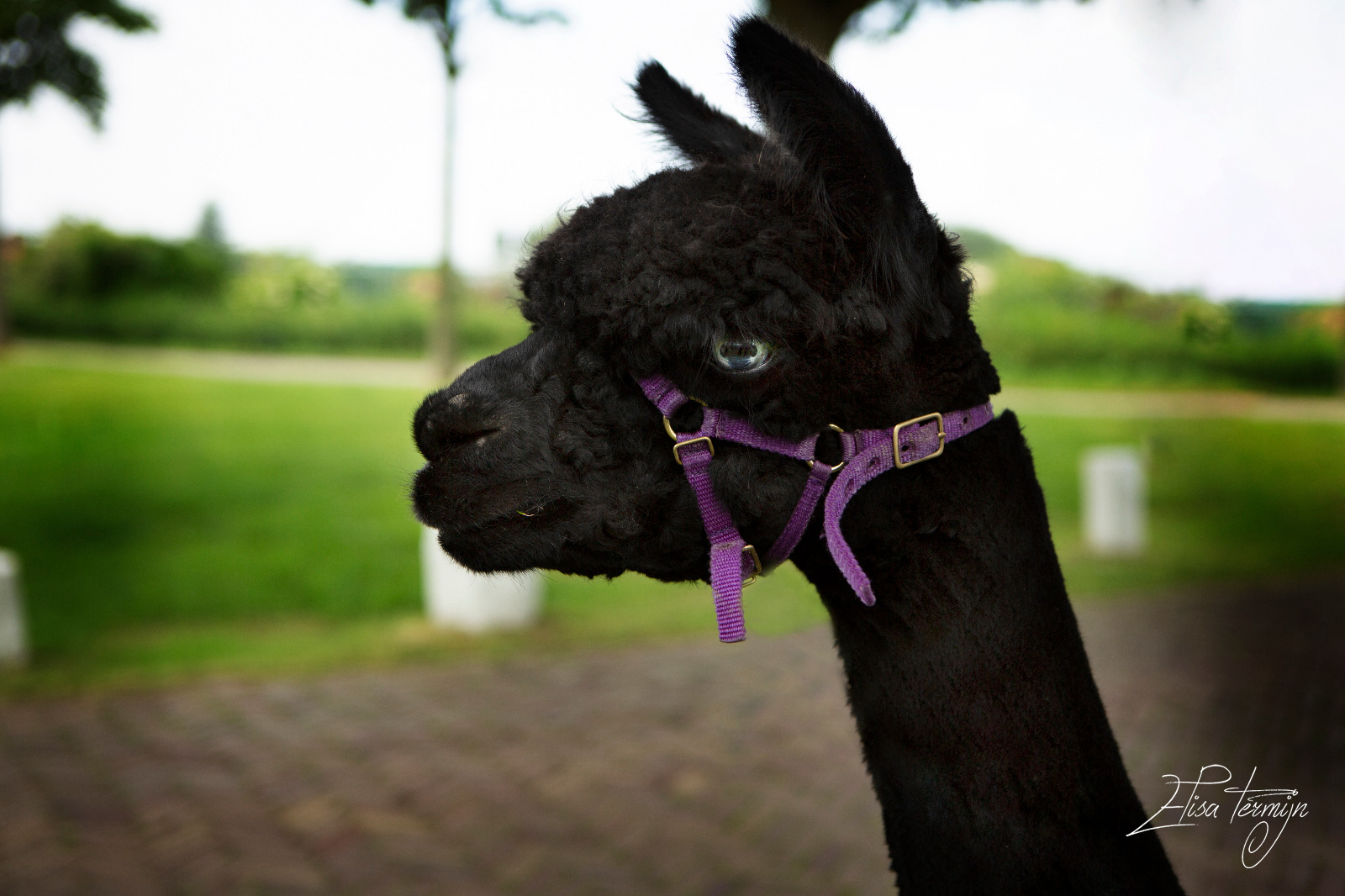 Dierenfotografie