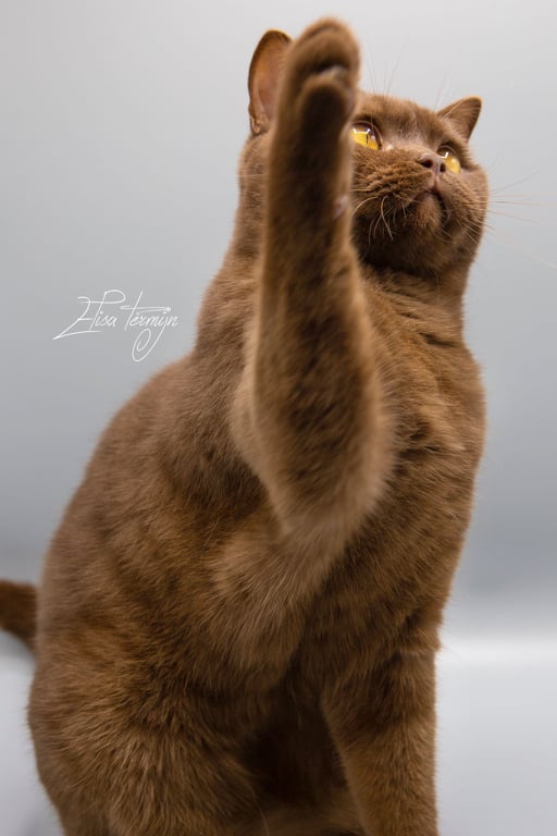 Dierenfotografie