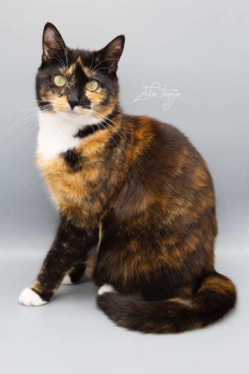 Dierenfotografie
